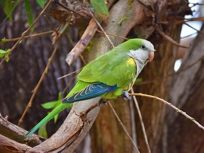 Curiosidades de la Cotorra: el pájaro con voz propia que muchos confunden con plaga