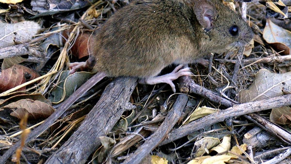 El hantavirus es transportado por el roedor colilargo. Fuente: (Facebook)