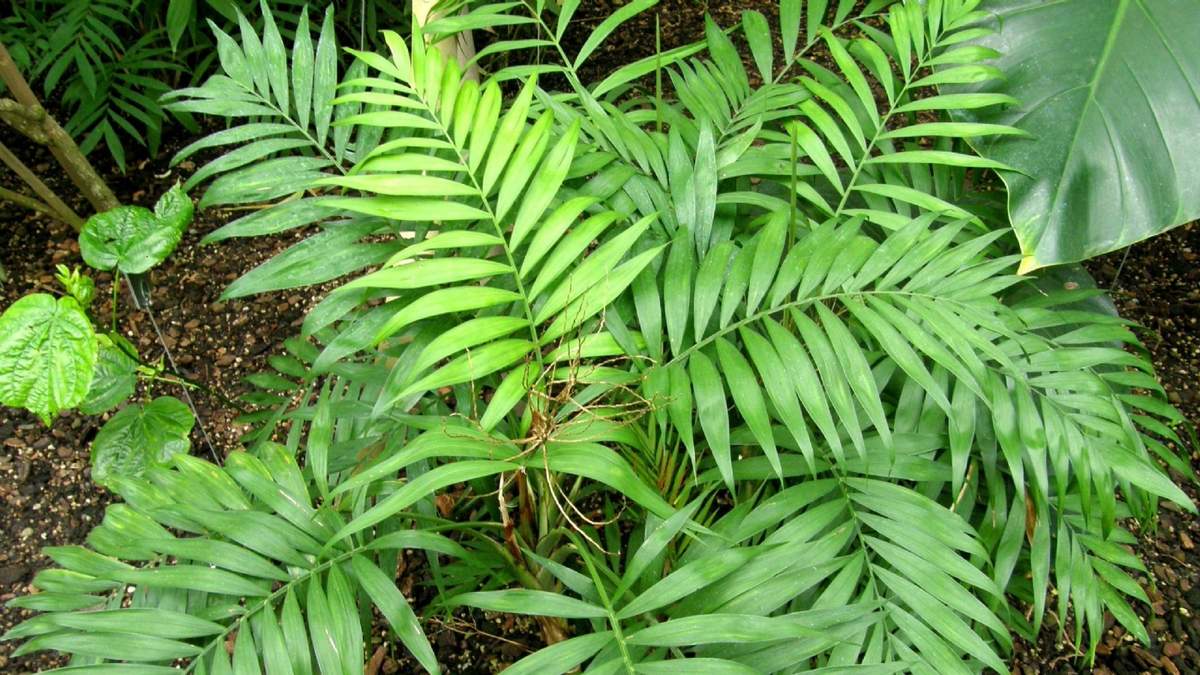 Planta. Fuente: (X)
