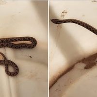 Susto en Rincón de los Sauces: rescataron una serpiente del interior de una vivienda
