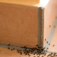 La mezcla infalible con la receta de la abuela para exterminar las hormigas que invadieron tu casa