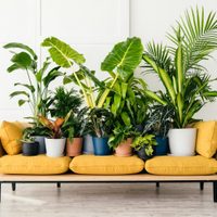 El patrón de la naturaleza: conocé 5 plantas que parecen pintadas