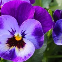 En esta temporada de frío, estas son las plantas que resisten temperaturas extremas