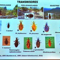 En México, más de un millón de personas padecen la enfermedad de Chagas
