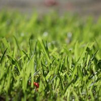 No tires el pasto recién cortado: mirá cómo podés beneficiar a tus plantas