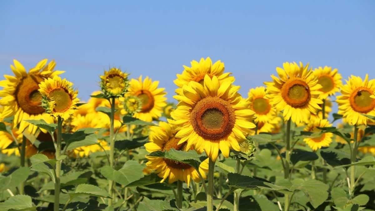 Girasoles para hacer feliz a la gente. Fuente: (Instagram)