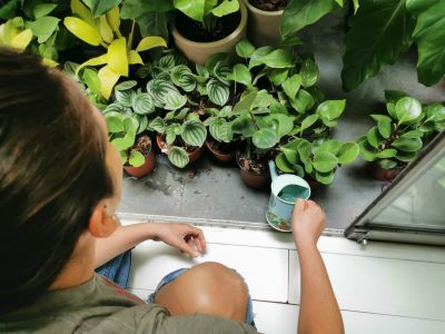 La planta mágica que puede aguantar una semana sin ser regada y todos adoran