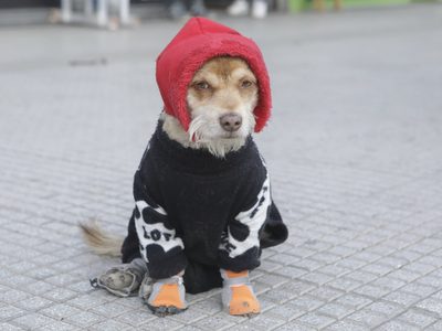 Clima en Neuquén: el viernes tendrá heladas, viento fuerte y cielo variable