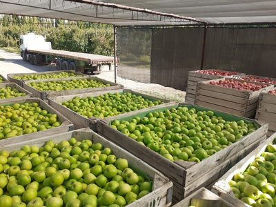 Auditarán Buenas Prácticas Agrícolas en 24 establecimientos de Neuquén