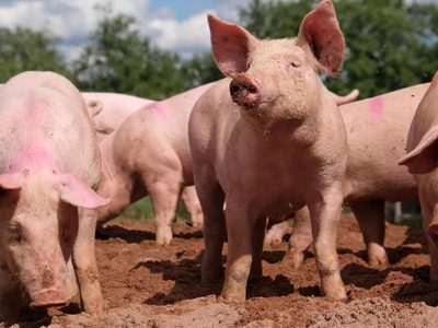 Confirman nuevos casos de triquinosis en dos provincias argentinas