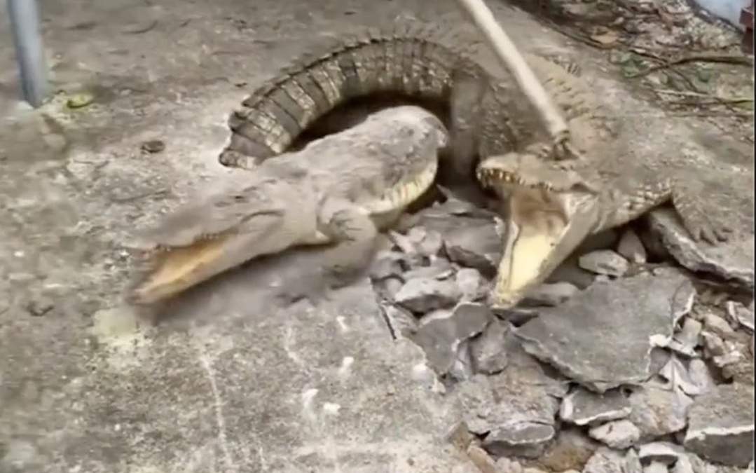 Los cocodrilos que se volvieron virales