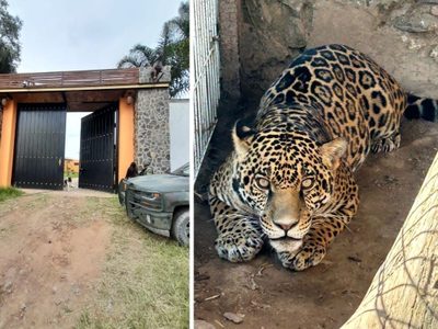 Aseguran animales exóticos, armas y droga en dos fincas de Ixtlahuacán del Río, Jalisco
