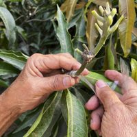 Cómo un grupo de indios está resucitando árboles extintos