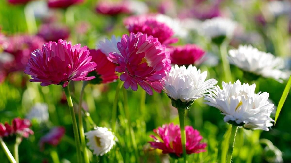 Flores. Fuente: (Twitter)