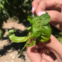Si tu planta tiene las hojas arrugadas y marchitas, podría ser a causa de esta poderosa plaga: tomá nota
