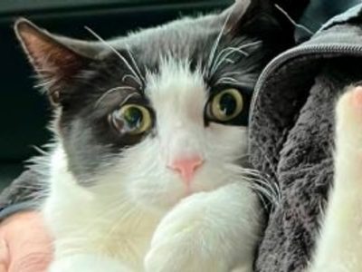 Gato doméstico muere tras ingerir comida para mascotas contaminada con gripe aviar