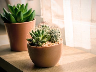 La planta que nunca pero nunca tenés que poner en la habitación