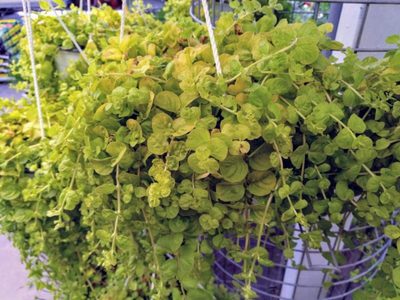 Planta de la moneda: la hermosa suculenta colgante, fácil de cuidar y que vas a querer en tu casa