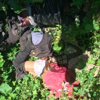 Reportan la ejecución de tres personas en Michoacán
