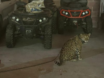 Marina decomisa vehículos de lujo, armas y animales exóticos en Jalisco