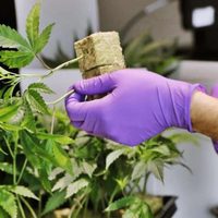 Cannabis: Dictarán capacitaciones para uso medicinal en Cipolletti
