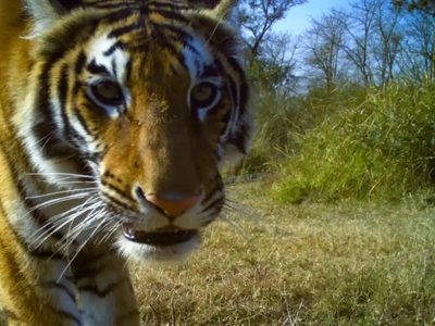 Una buena y una mala: la población de tigres se triplicó en Nepal, pero aumentaron los ataques