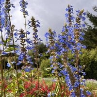 La planta nativa dura de matar que atrae mariposas por la mañana y colibríes por la tarde