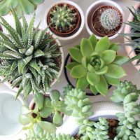 Según el Feng Shui, 3 plantas que deberás tener en tu hogar en el 2025 para atraer abundancia y buena suerte