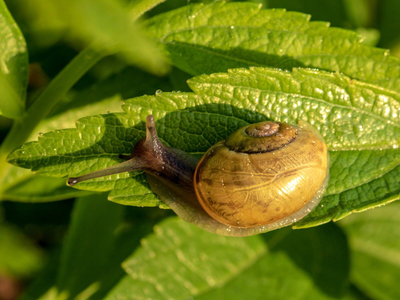 Si tenés una invasión de caracoles en tu huerta y no sabés qué hacer: probá esta potente mezcla
