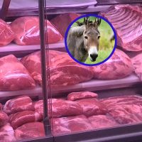 Polémica por la venta de carne de burro: la declaración del productor que impulsó esta iniciativa