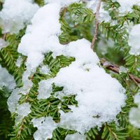 Cómo recuperar el jardín después de una nevada