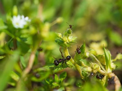 Sin químicos ni productos caros: el truco casero para ahuyentar a las hormigas de tus plantas para siempre