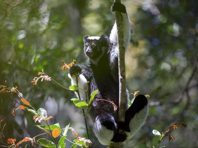 Los "primates cantantes" de Madagascar muestran habilidades musicales humanas