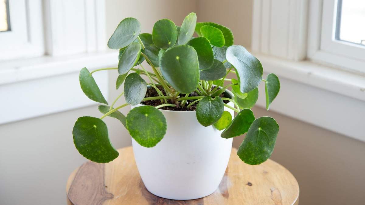 Pilea Peperomioides, la planta de interior que atrae la buena fortuna. Fuente: (Instagram)
