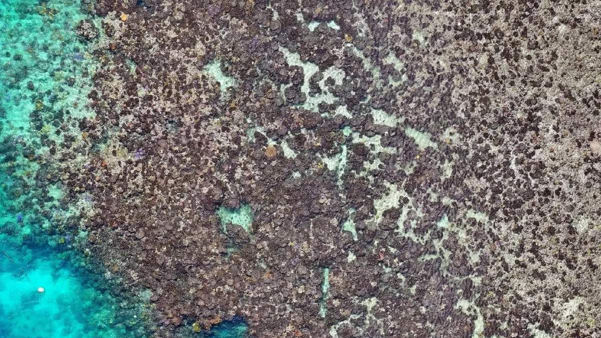La imagen tomada tres meses después muestra la misma zona de coral, ahora prácticamente muerta.