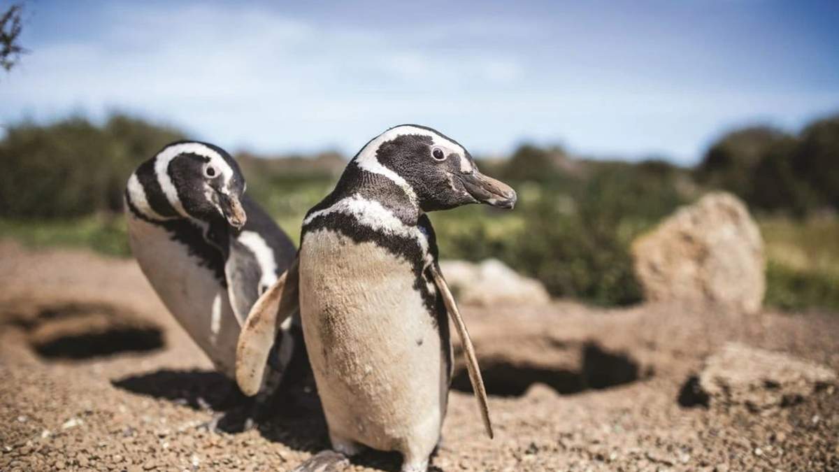 Pingüinos en Punta Tombo. Fuente: (Twitter)