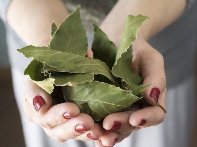 El truco con laurel del Feng Shui que se volvió viral: ayuda a dormir mejor y atraer dinero