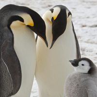 Científicos descubren colonias desconocidas de pingüinos emperador en la Antártida
