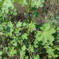 La planta que es un tesoro por sus poderes curativos y es muy fácil de cuidar en tu jardín