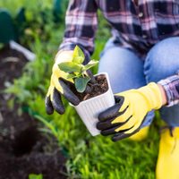 Planta inmortal: la especie que puede vivir hasta mil años en tu jardín y que resiste todo