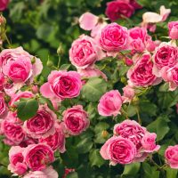 Rosas lindas y sanas todo el año: los trucos y secretos mejor guardados