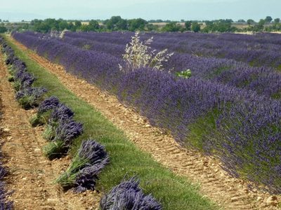 Época de la cosecha de la lavanda: ideal para esencias y cosmética