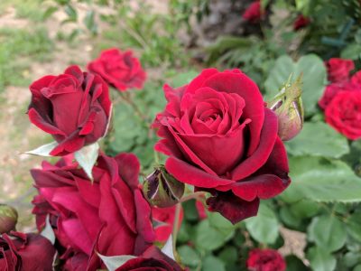 El alimento que tenés en tu cocina y que te ayudará a reproducir las rosas más lindas y rozagantes