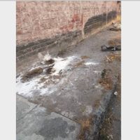 Abandonan el cadáver de un león africano en Iztapalapa