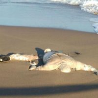 Hallan cadáver de copiloto de avioneta desaparecida en Veracruz