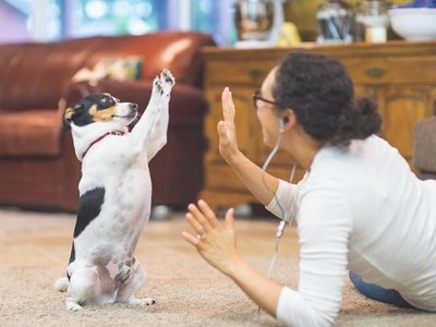 Las mascotas: la gran compañía en tiempos de aislamiento