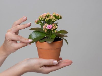 El truco mejor guardado de los jardineros para reproducir tu Kalanchoe de forma sencilla y rápida