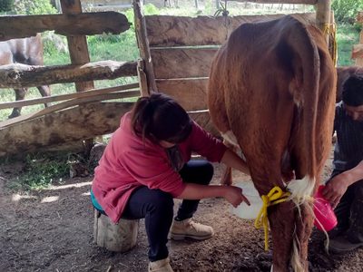 Productores lecheros del Norte Neuquino quieren potenciar la producción regional
