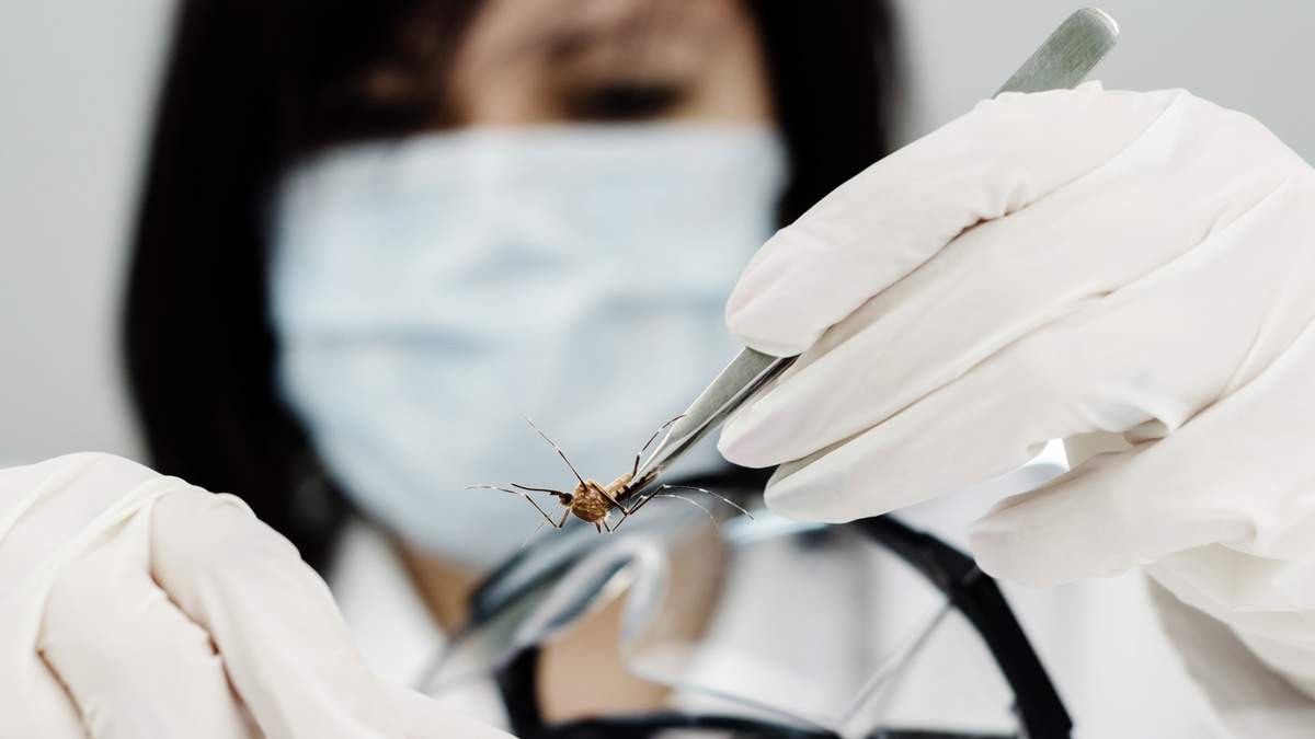 Dengue. Fuente: (Twitter)