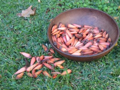 Recetas con piñones, una propuesta deliciosa y sustentable para sumar a nuestra cocina